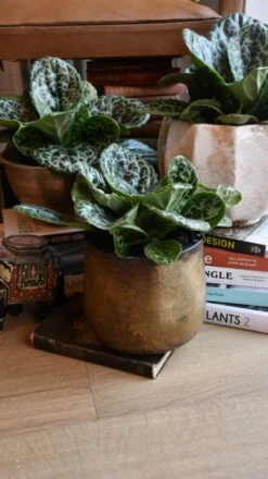 Streptocarpus Pretty Turtle 18 Streptocarpus Pretty Turtle -Plant Sale Store 98bb8d 0a2a4a4ec871450d8804118c58ae69cf mv2