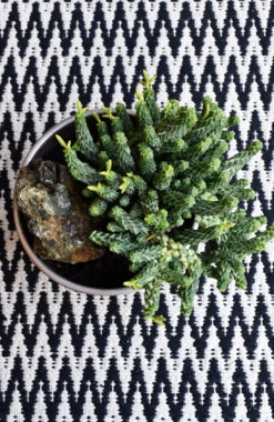 Peperomia Columella 9 Peperomia Columella -Plant Sale Store 98bb8d 0a3ba54b29cf447c990395d8a78b1cd9 mv2