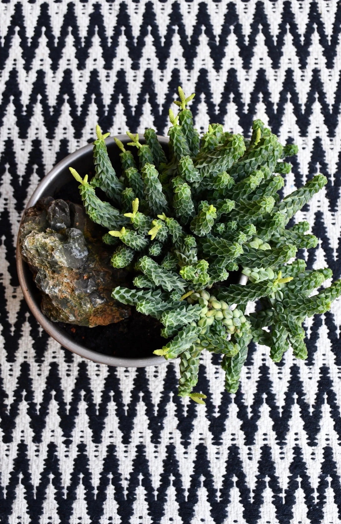 Peperomia Columella 3 Peperomia Columella - Image 3