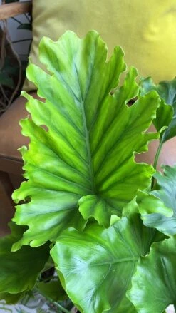 Philodendron Bipinnatifidum - Philodendron Hope -Plant Sale Store 98bb8d 0ab10c8f056545f9875314544c22a8d2f000