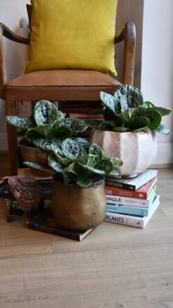 Streptocarpus Pretty Turtle 19 Streptocarpus Pretty Turtle -Plant Sale Store 98bb8d 0ad8a82ad7e54a568c001cbe95945ce3 mv2