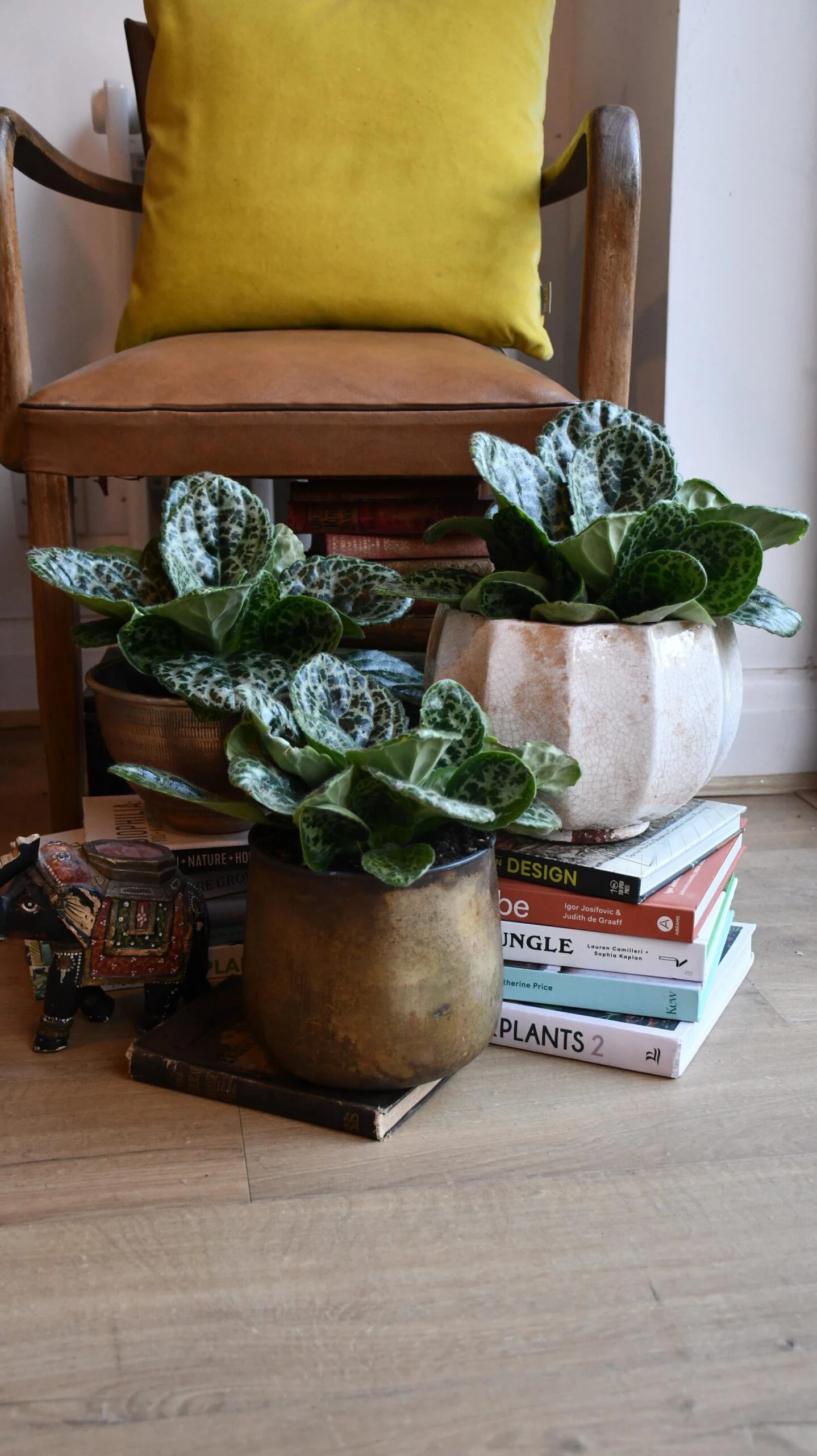 Streptocarpus Pretty Turtle 10 Streptocarpus Pretty Turtle - Image 10