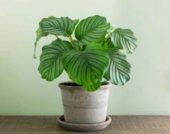Calathea Orbifolia, Prayer Plant -Plant Sale Store 98bb8d 0bb6c8423e5f4e588bdf3299bacb0486 mv2