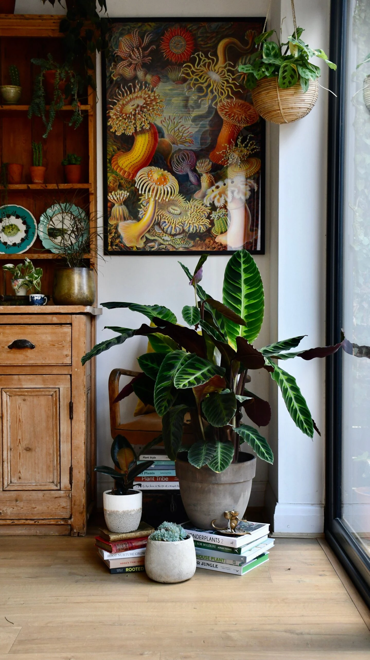 XL Calathea Warscewiczii 2 XL Calathea Warscewiczii - Image 2