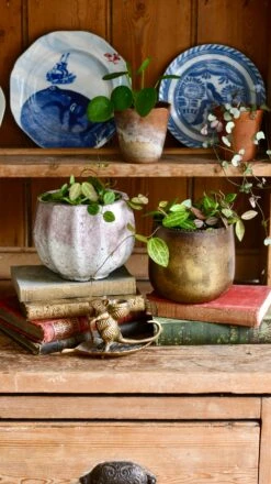 Dischidia Ovata (Watermelon Dischidia) -Plant Sale Store 98bb8d 0dd2635fecdb4cde9aa41d76b998e070 mv2