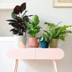 Vibes Fold Round 25cm 13 Vibes Fold Round 25cm -Plant Sale Store 98bb8d 0e7c9c32620e440b95d394456cf6786b mv2 1800x1800 d56fc1d8 8bec 4e06 82d3 2182bae1d5f6