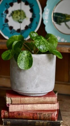 Pilea Mojito - Variegated Pilea Peperomioides *very Rare* -Plant Sale Store 98bb8d 0ebdc6bdc7944efd99312fa5c6ff062e mv2