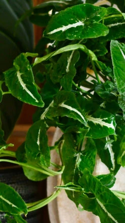 Large Syngonium Wendandii 7 Large Syngonium Wendandii -Plant Sale Store 98bb8d 0f1c5f068de54975960e2838dab788db mv2