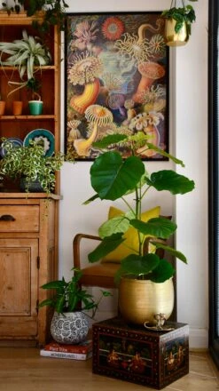 Ficus Umbellata 10 Ficus Umbellata -Plant Sale Store 98bb8d 1086acdda0d74daa8d263e2af16d8b3c mv2