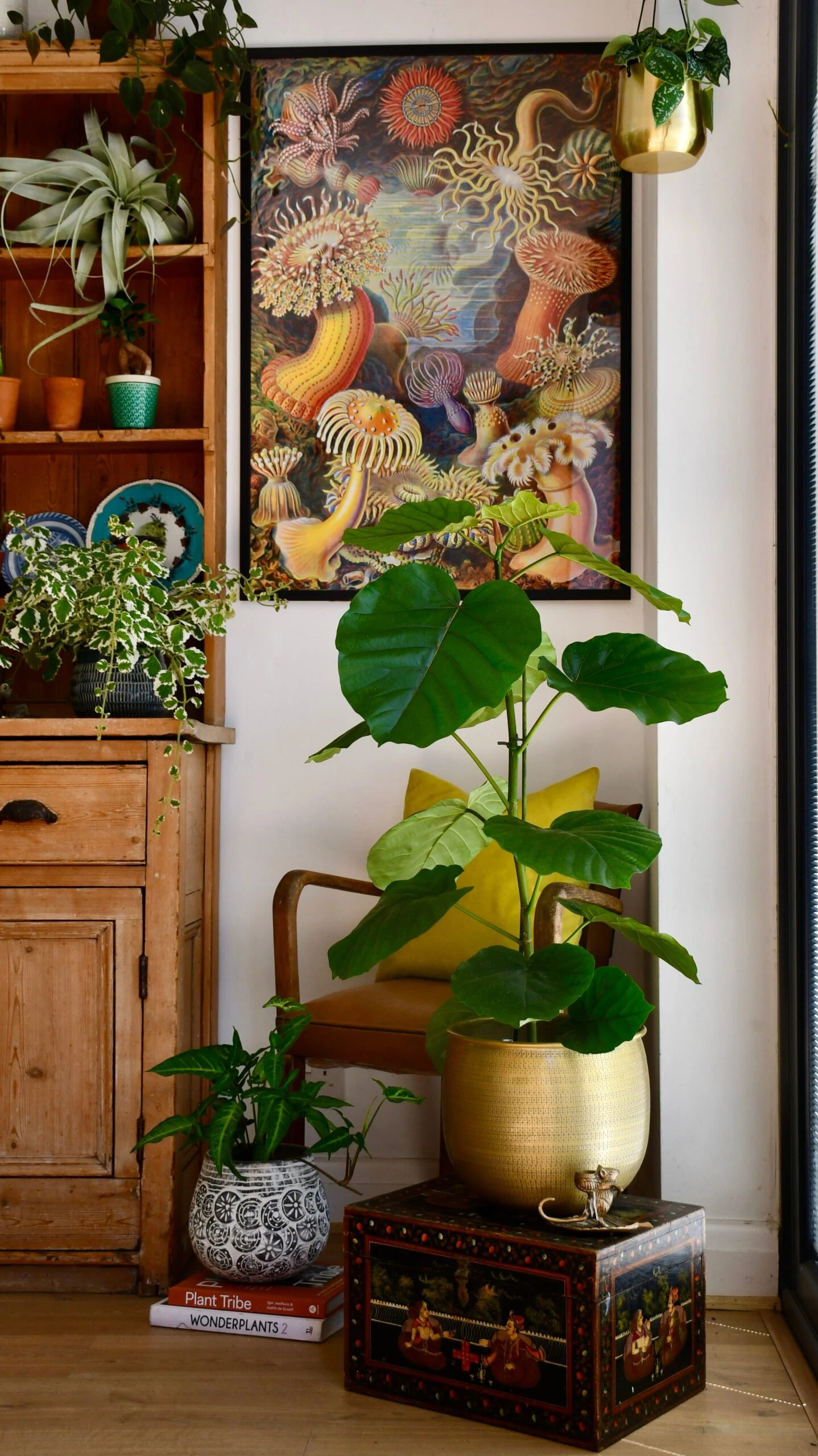 Ficus Umbellata 3 Ficus Umbellata - Image 3