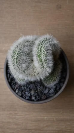 Hildewintera Aureispina F. Cristata -Plant Sale Store 98bb8d 10fb7cc0c0c74d8987a660e4f10e5bcb mv2 9f0be018 6ad0 4513 9375 216f89b6cab0