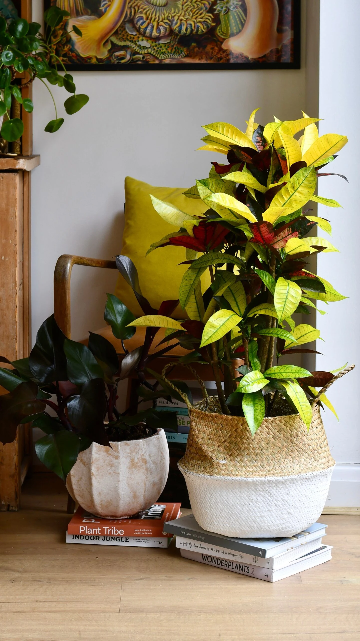 Codiaeum Variegatum 'Mrs Iceton’ 2 Codiaeum Variegatum 'Mrs Iceton’ - Image 2