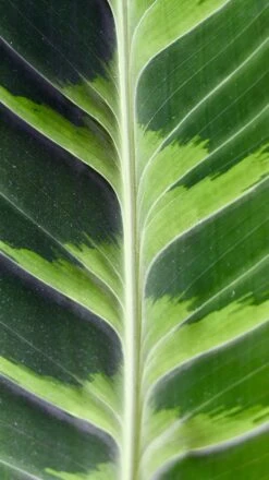 XL Calathea Warscewiczii 8 XL Calathea Warscewiczii -Plant Sale Store 98bb8d 11344d4eb90a4d308d6ed5dd5eec4184 mv2