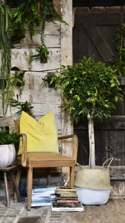 Ficus Benjamina (weeping Fig, Benjamin Fig Or Ficus Tree) -Plant Sale Store 98bb8d 11762d674ceb45ac942b1eed7d21eb24 mv2