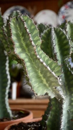 Euphorbia Cooperi -Plant Sale Store 98bb8d 11f057287053444186971fca0186a7a3 mv2