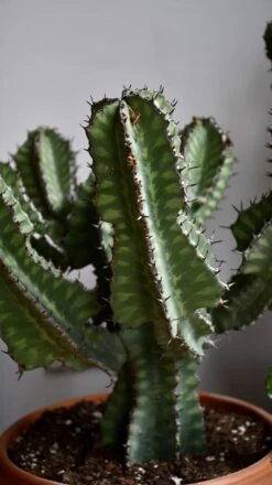 Euphorbia Cooperi -Plant Sale Store 98bb8d 12c30e608d854f479f1115ed5ffa7483 mv2