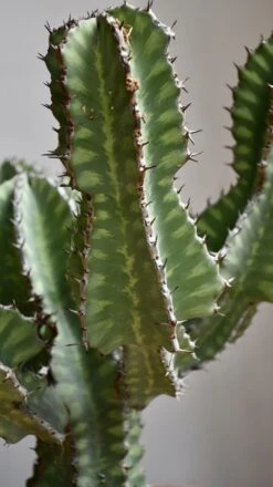 Euphorbia Cooperi -Plant Sale Store 98bb8d 1342792fcd704b66a478a46b924e1620 mv2