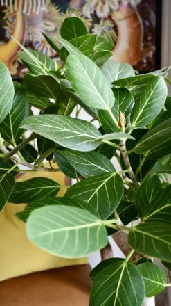 Ficus Benghalensis Audrey (Bengal Fig) -Plant Sale Store 98bb8d 14a3c44bacb94a358d5155f09fd1c6c4 mv2