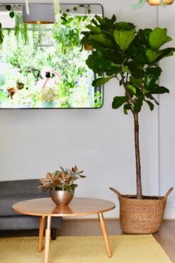 Extra Large Fiddle Leaf Fig Tree (Ficus Lyrata Tree, Lollipop Shaped Tree) 5 Extra Large Fiddle Leaf Fig Tree (Ficus Lyrata Tree, Lollipop Shaped Tree) -Plant Sale Store 98bb8d 1567a896934e480ea888f4341082caab mv2 d 2730 4096 s 4 2