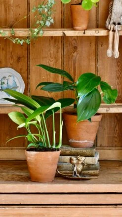 Epipremnum Pinnatum (Dragon Tail Plant) -Plant Sale Store 98bb8d 15b7f2d31fb5491591de0c20a1eb6399 mv2