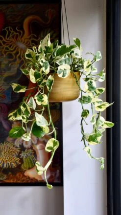 Epipremnum Njoy 5 Epipremnum Njoy -Plant Sale Store 98bb8d 15d3768aedd34d178cdad34cbcaf8a2d mv2