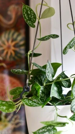 Scindapsus Pictus & Hanging Basket -Plant Sale Store 98bb8d 15e2ad0bde324c2388760d83d7143816 mv2