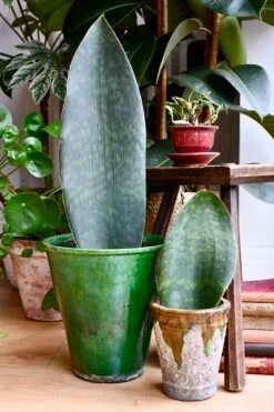 Sansevieria Victoria, Snake Plant