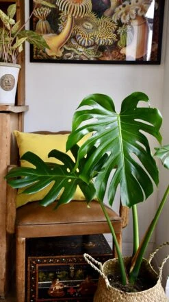Medium Monstera Deliciosa (Elegant Stem Form) 16 Medium Monstera Deliciosa (Elegant Stem Form) -Plant Sale Store 98bb8d 1744d039fe62487c86fe2f8af4abe194 mv2