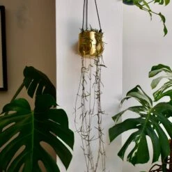 Atsu Brass Hanging Planter 10cm Wide -Plant Sale Store 98bb8d 184c21560e3d486e92ad389241a2c522 mv2 8cbe6719 116c 4ee5 b568 a02bc511db94