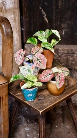 Baby Scindapsus Epipremnum Marble Queen -Plant Sale Store 98bb8d 1856d546c4ac4b8fa16e3b25caecff75 mv2