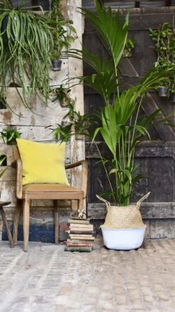 Kentia Palm (Howea Forsterian) 9 Kentia Palm (Howea Forsterian) -Plant Sale Store 98bb8d 18a4940dc07e4d268370864d3ad6cec0 mv2