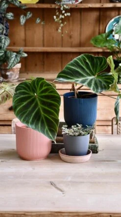 Philodendron Verrucosum 9 Philodendron Verrucosum -Plant Sale Store 98bb8d 18b91a3342014a0fad7970235e219d89 mv2