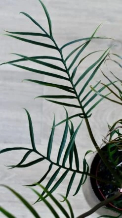 Philodendron Tortum *Rare* -Plant Sale Store 98bb8d 1a52d55ab1984df5ab0d63f52432a578 mv2