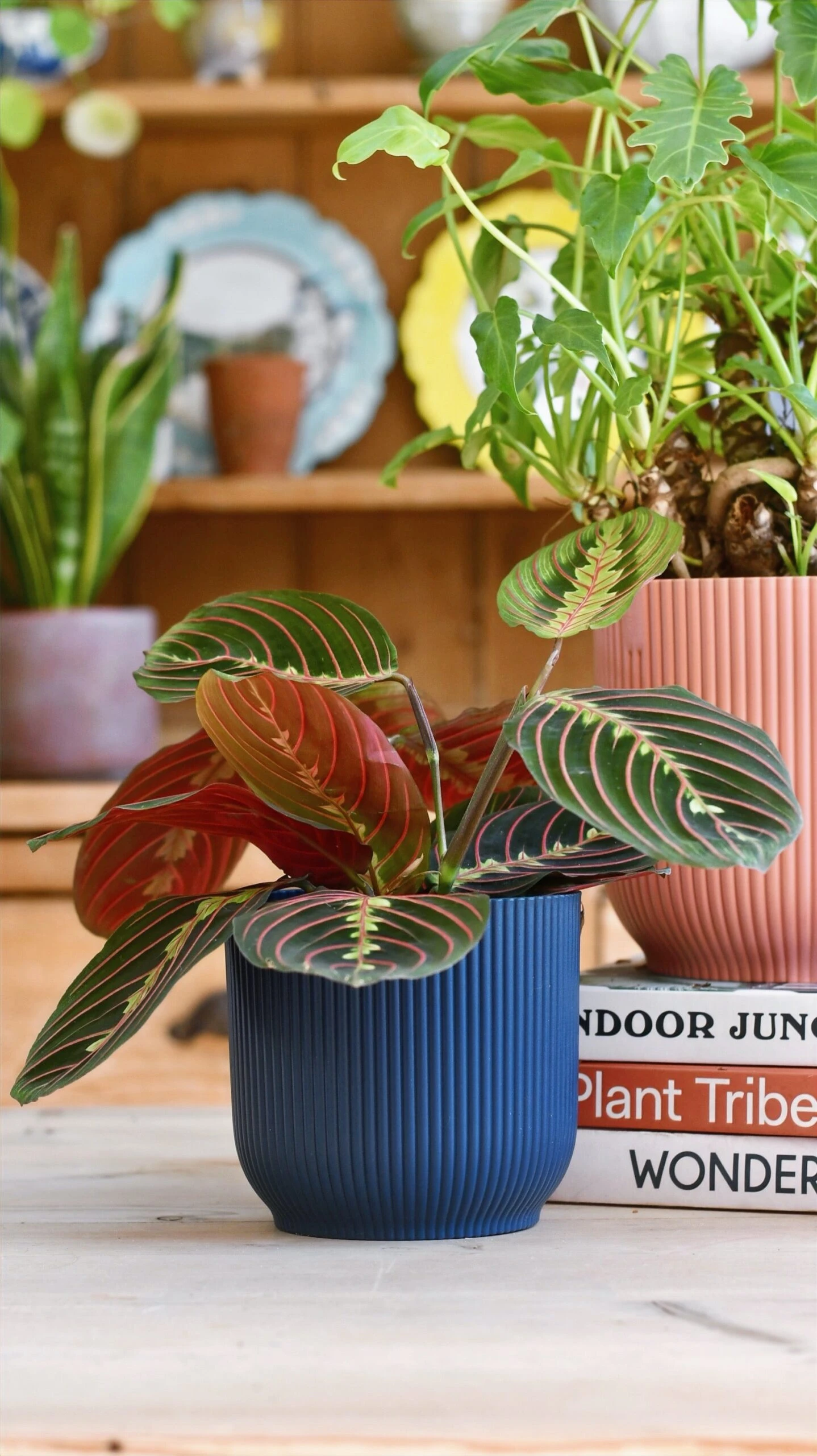 Maranta Fascinator & Vibes Pot 1 Maranta Fascinator & Vibes Pot