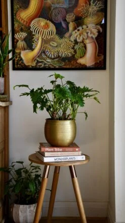 Philodendron Xanadu 'Bonsai' -Plant Sale Store 98bb8d 1a6e1968168b4bc4ae79bbe5163c450a mv2