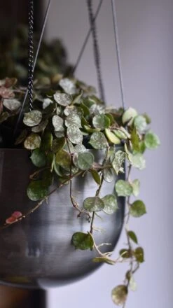 Hoya Curtisii, Wax Flower, Porcelain Flower 6 Hoya Curtisii, Wax Flower, Porcelain Flower -Plant Sale Store 98bb8d 1b0a692c3ca64ec69774d79da694495d mv2