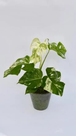 Variegated Monstera - Lots Of White Variegation 12cm X 40cm 11 Variegated Monstera - Lots Of White Variegation 12cm X 40cm -Plant Sale Store 98bb8d 1b526c38d7ad4475b31e49fad25db247 mv2