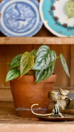 Philodendron Brandtianum -Plant Sale Store 98bb8d 1b8ba27f86b347cab38b6e7fd9bee445 mv2