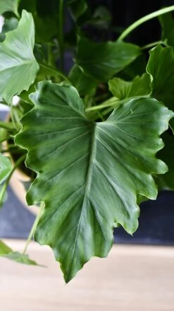 Philodendron Bipinnatifidum - Philodendron Hope -Plant Sale Store 98bb8d 1c691aced05b479cb01c6f3e68a3a058 mv2