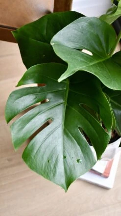 Monstera Deliciosa (Swiss Cheese Plant) -Plant Sale Store 98bb8d 1c75e823cf7046879ead04668c7cb210 mv2