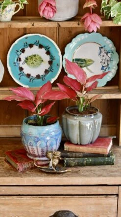 Aglaonema Pink Star -Plant Sale Store 98bb8d 1caaad66408c478d8fc97bad129f093f mv2