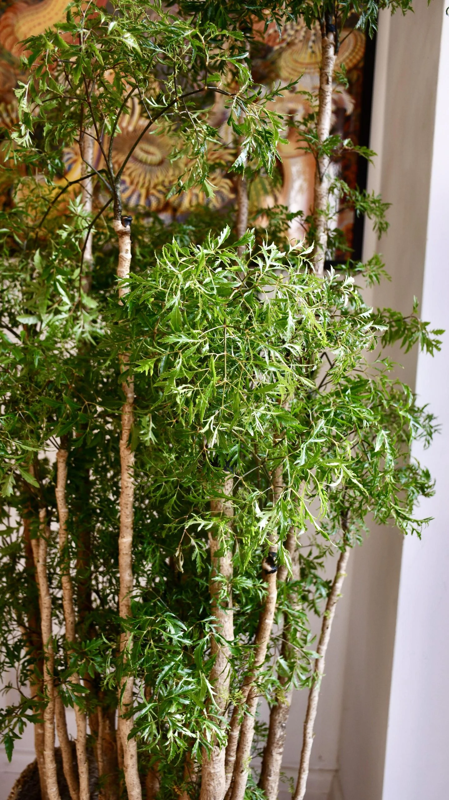 Polyscias Ming Or Aralia Ming 5 Polyscias Ming Or Aralia Ming - Image 5