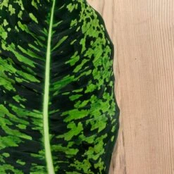 Dieffenbachia Reflector (Dumb Cane) -Plant Sale Store 98bb8d 1e0048efe241481db9ab55f1c9d4e2e1 mv2 d 3024 3024 s 4 2