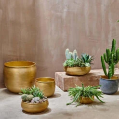 Tembesi Etched Planter 18cm Brass 11 Tembesi Etched Planter 18cm Brass -Plant Sale Store 98bb8d 1e0ec9d4021e495884f791607c6e7d68 mv2