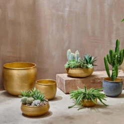 Tembesi Etched Planter Medium Brass -Plant Sale Store 98bb8d 1e0ec9d4021e495884f791607c6e7d68 mv2 9eca1d0a ac89 4f06 afd6 66a7adbc840c