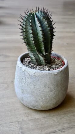 Euphorbia Horrida (African Milk Barrel) 6 Euphorbia Horrida (African Milk Barrel) -Plant Sale Store 98bb8d 1f1a5f247f9447c580dbae2434547faa mv2