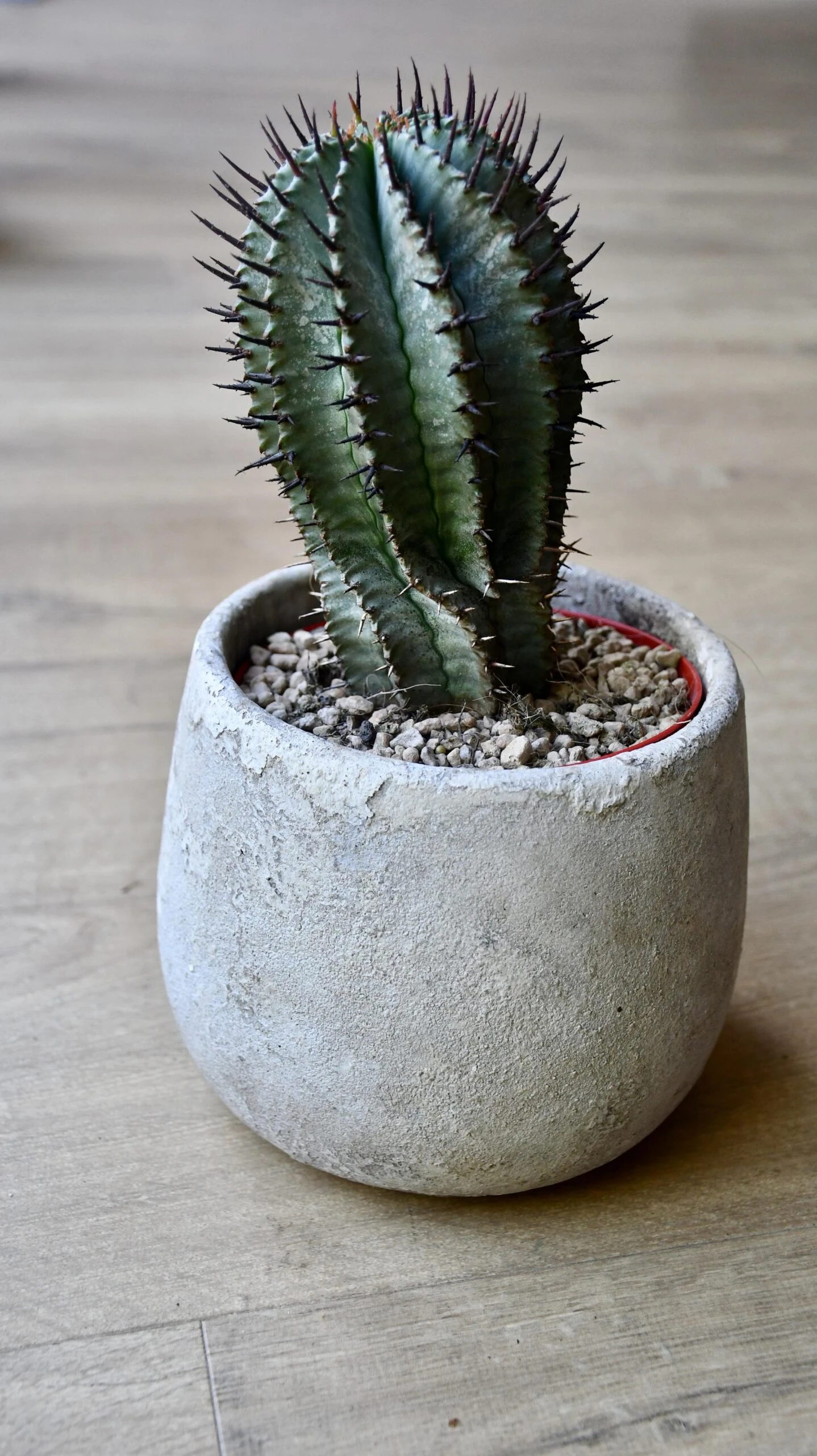 Euphorbia Horrida (African Milk Barrel) 3 Euphorbia Horrida (African Milk Barrel) - Image 3