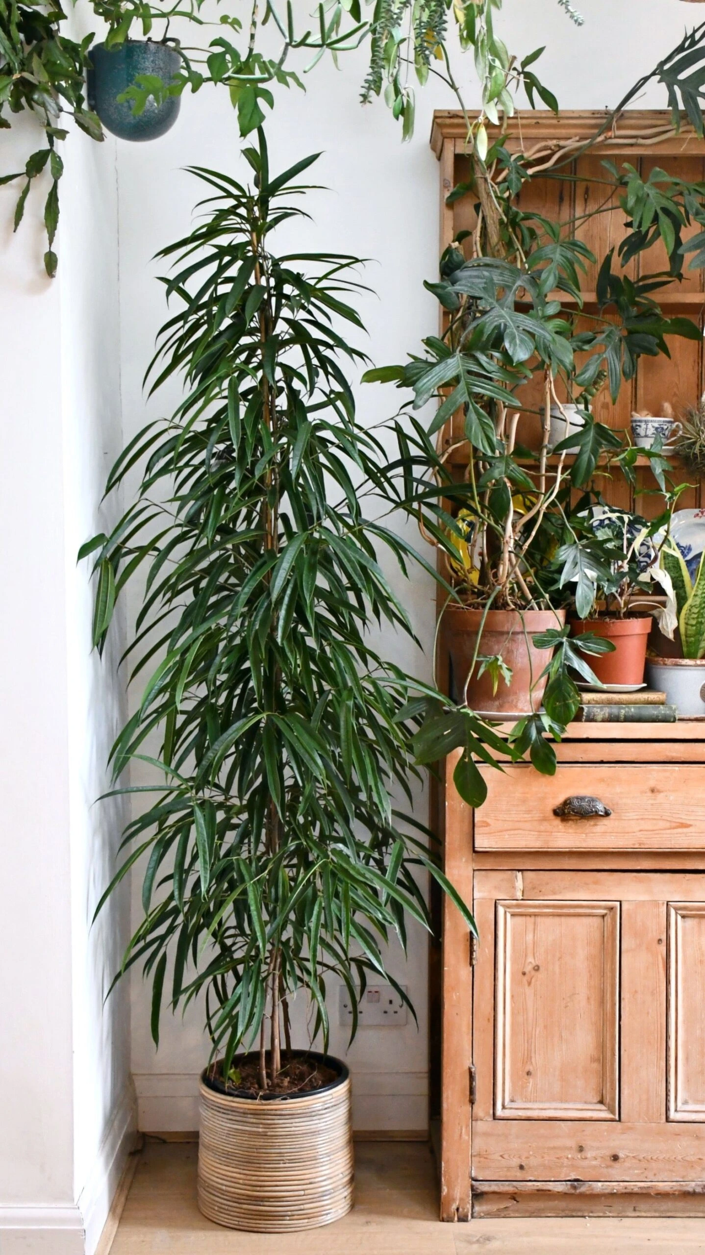 Tall Ficus Maclellandii Alii Or Large Amstel King 1 Tall Ficus Maclellandii Alii Or Large Amstel King