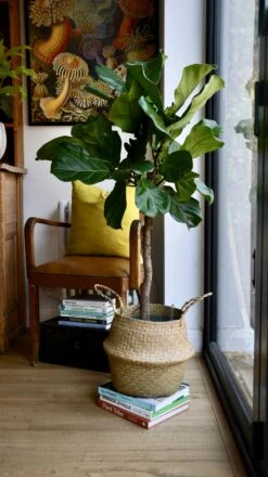 Ficus Lyrata Tree (Fiddle Fig Tree) 6 Ficus Lyrata Tree (Fiddle Fig Tree) -Plant Sale Store 98bb8d 1f5f0fe6f534419086f30947d5a373d0 mv2