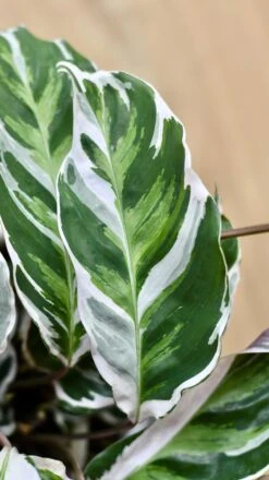 Calathea White Fusion 13 Calathea White Fusion -Plant Sale Store 98bb8d 1fcf4f0fb68e4741b0c38515650114f7 mv2